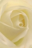 This evocative image transports you to the tender heart of a cream-white rose, each petal unfolding as delicately as the morning mist at Hackney Marshes. The spiral of ivory petals invites you to feel its soft, dewy texture-almost ethereal in its lightness and gently illuminated by the day's first rays. Shadows dance in between the folds, casting a quiet, peaceful depth within the bloom and evoking a sense of calm akin to early hours in St John's Churchyard. This rose stands as a symbol of reverence and new beginnings, perfect for conveying deep sympathy or quiet admiration for friends and family around Hackney. You can almost sense the subtle, sweet fragrance wafting from the arrangement, a gentle comfort curated skillfully by a local hand. This close perspective captures not only the elegant structure of the rose, but also the artistry and authentic emotion behind every meaningful gift delivered throughout Hackney.